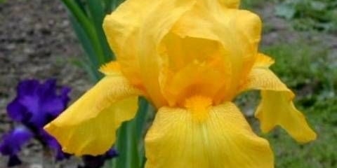 Kada presaditi perunike u jesen